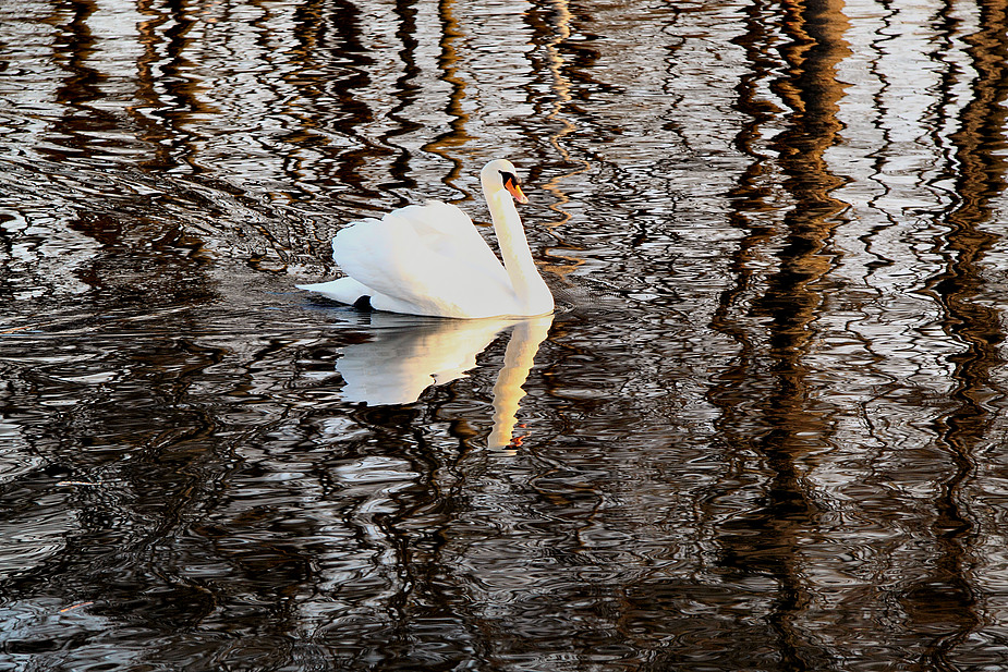 Sonnenschwan...