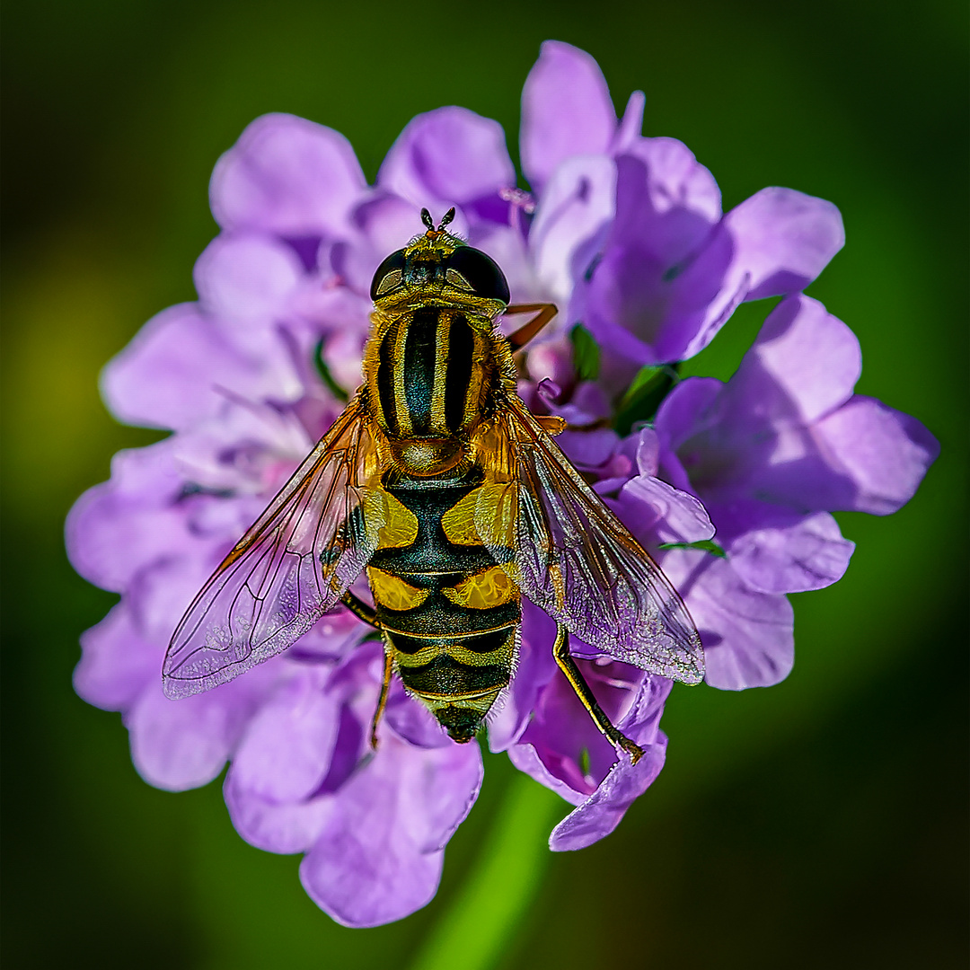 Sonnenschwebfliege -