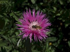 Sonnenschwebfliege (Helophilus pendulus)