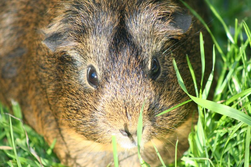 SonnenSchwein..