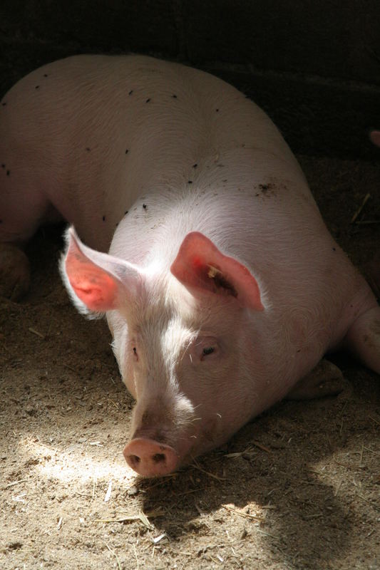 Sonnenschwein