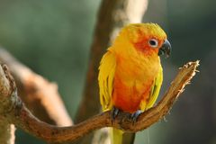 Sonnensittich im Vogelpark Uckersdorf