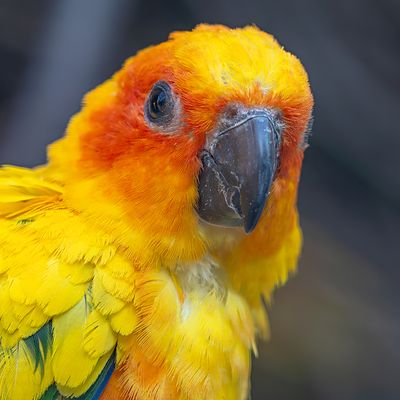Sonnensittich, Porträt...