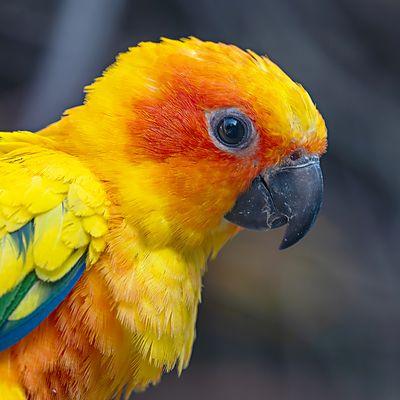 Sonnensittich, Porträt...
