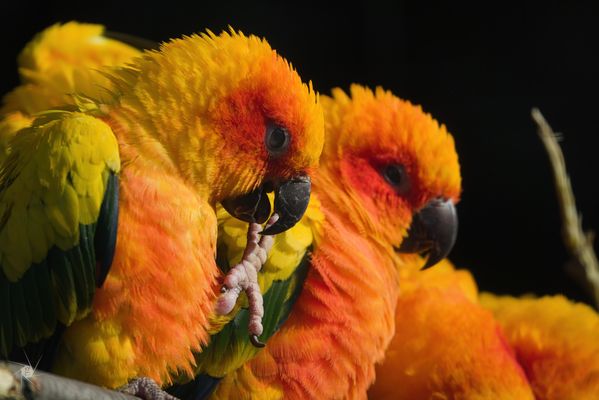 Sonnensittiche sonnen sich... was sonst.