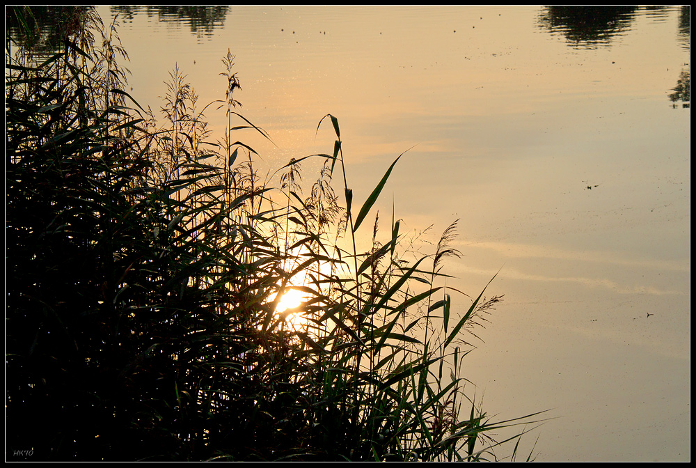 Sonnenspiegel im Schilf