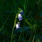 Sonnenspot am Waldboden