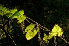 Sonnenspot im Wald