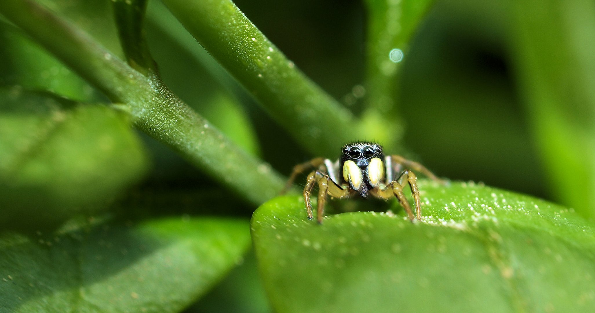 Sonnenspringspinne....