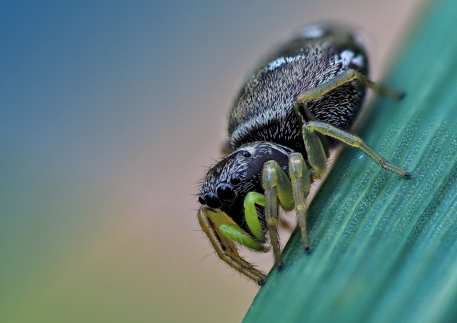 Sonnenspringspinne