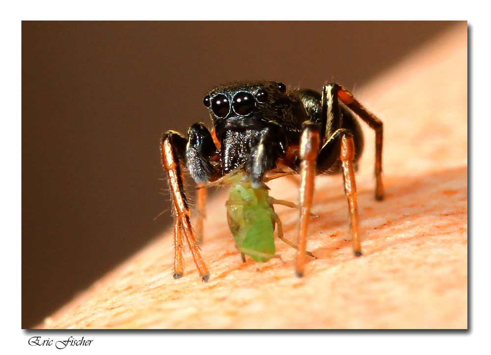 Sonnenspringspinne frisst Blattlaus