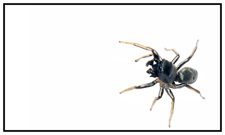 Sonnenspringspinne - Heliophanus cupreus Männchen