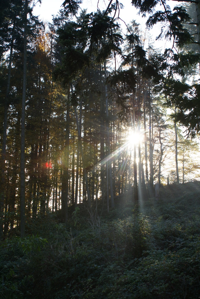 Sonnenstahlen im Wald