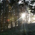 Sonnenstahlen im Wald