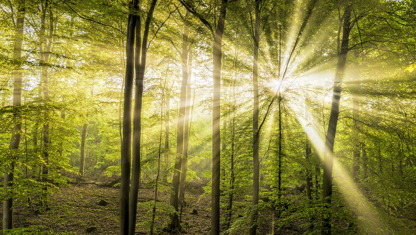 Sonnenstahlen mit Frühnebel im Frühlingswald