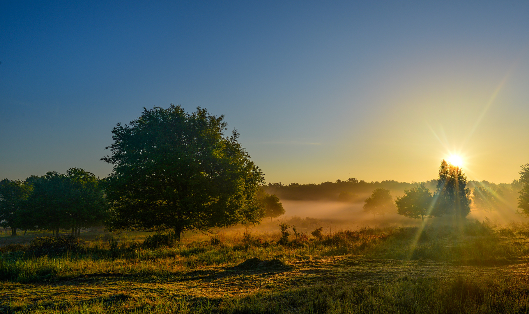 Sonnenstern