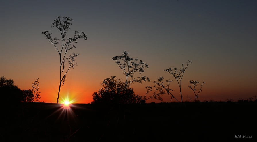 Sonnenstern