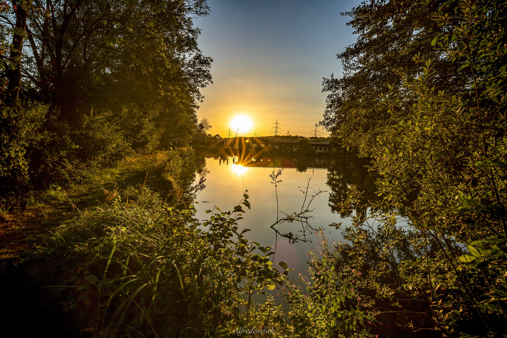 Sonnenstern am Wegesrand