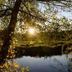 Sonnenstern an der Böhme