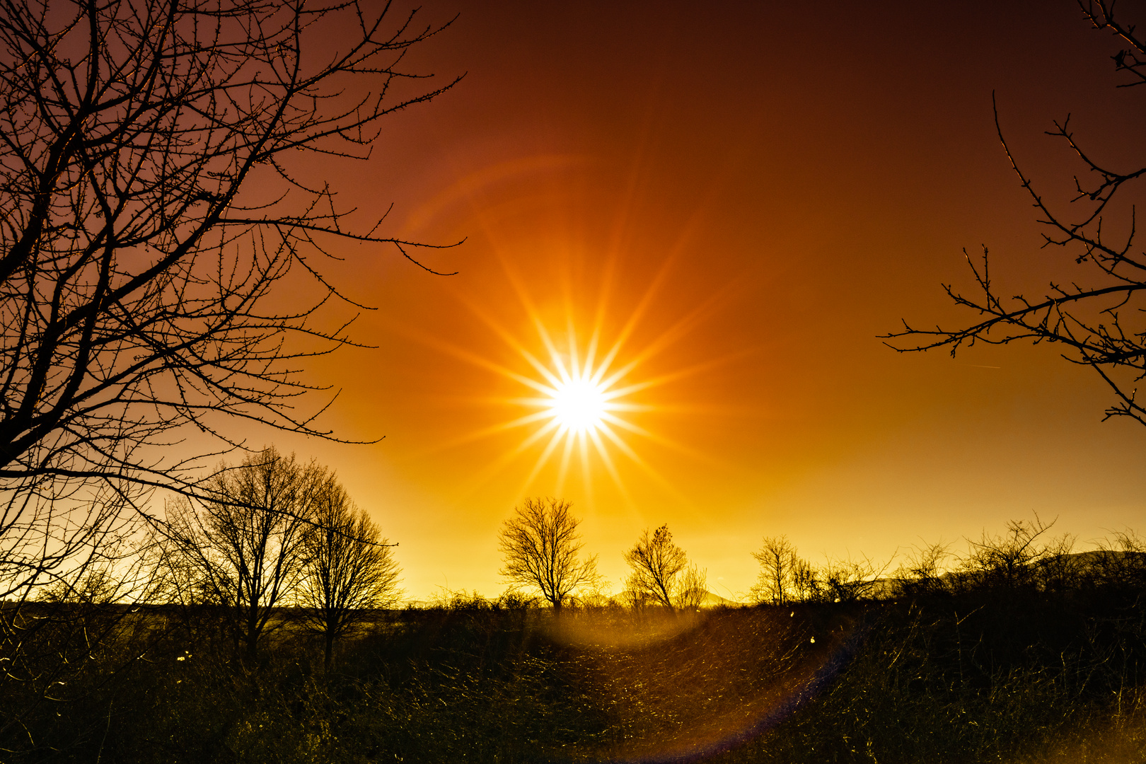 Sonnenstern an der südlichen Weinstrasse