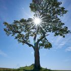 "Sonnenstern-Baum"