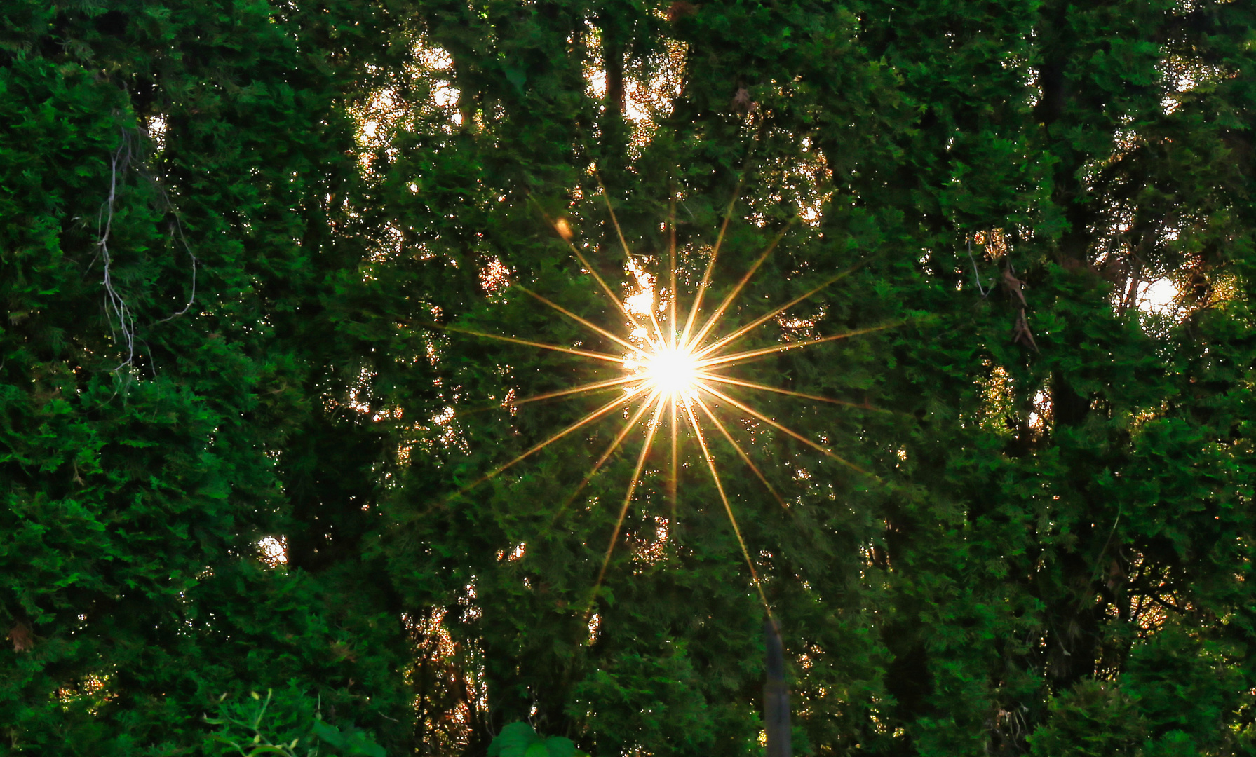 Sonnenstern beim Sonnenuntergang