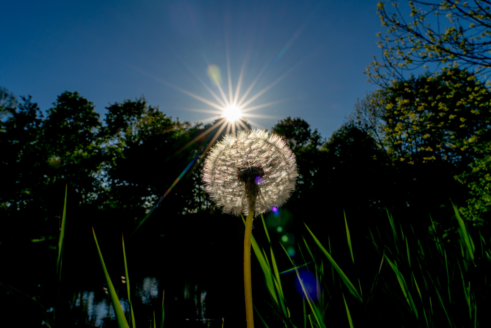 Sonnenstern hinten Pusteblume