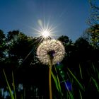 Sonnenstern hinten Pusteblume