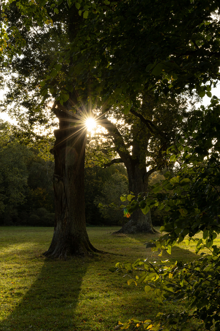 Sonnenstern II