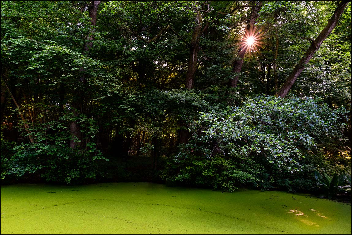 Sonnenstern im Agathenburger Schlosspark