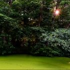 Sonnenstern im Agathenburger Schlosspark