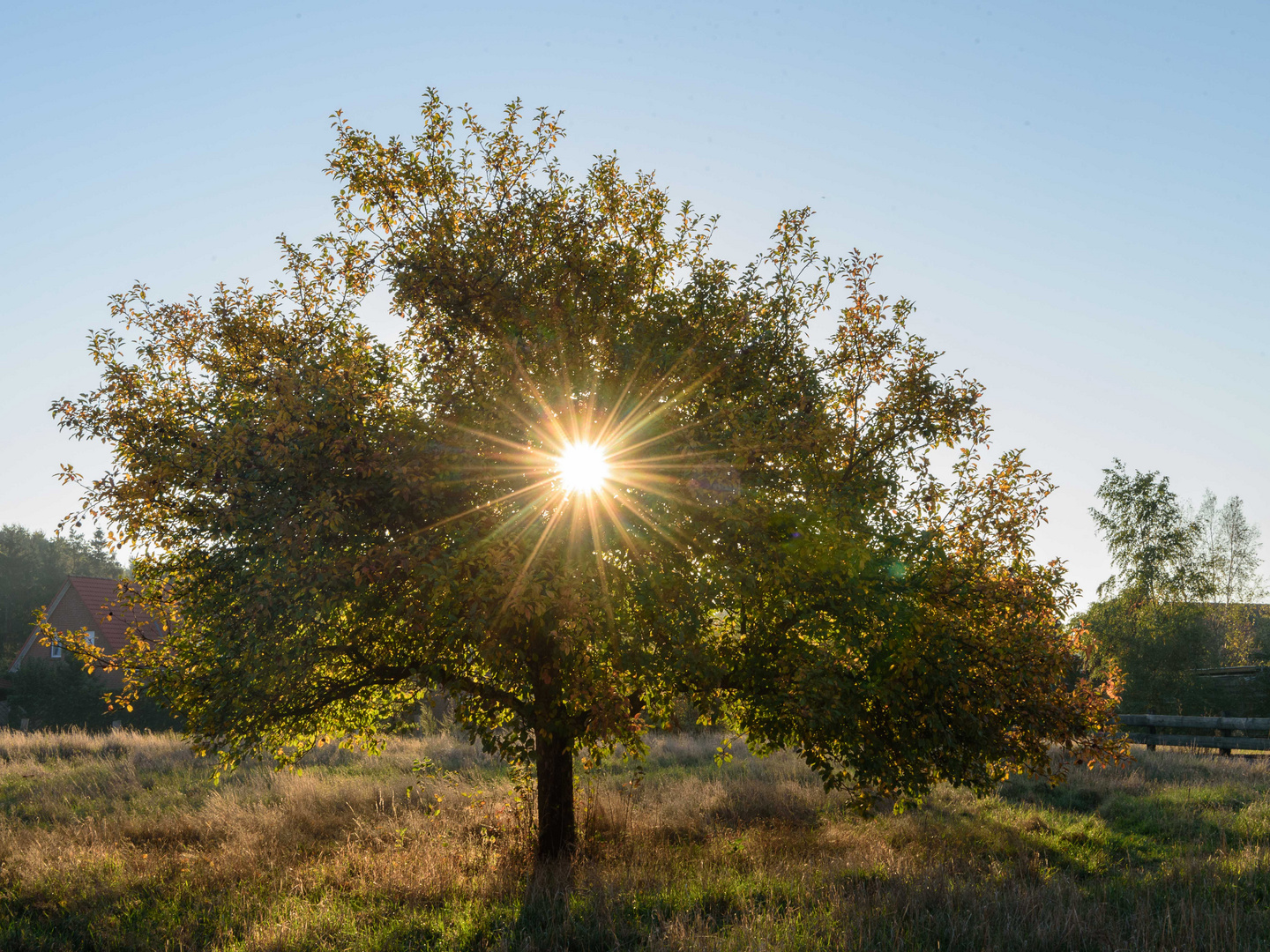 Sonnenstern im Apfelbaum