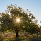 Sonnenstern im Apfelbaum