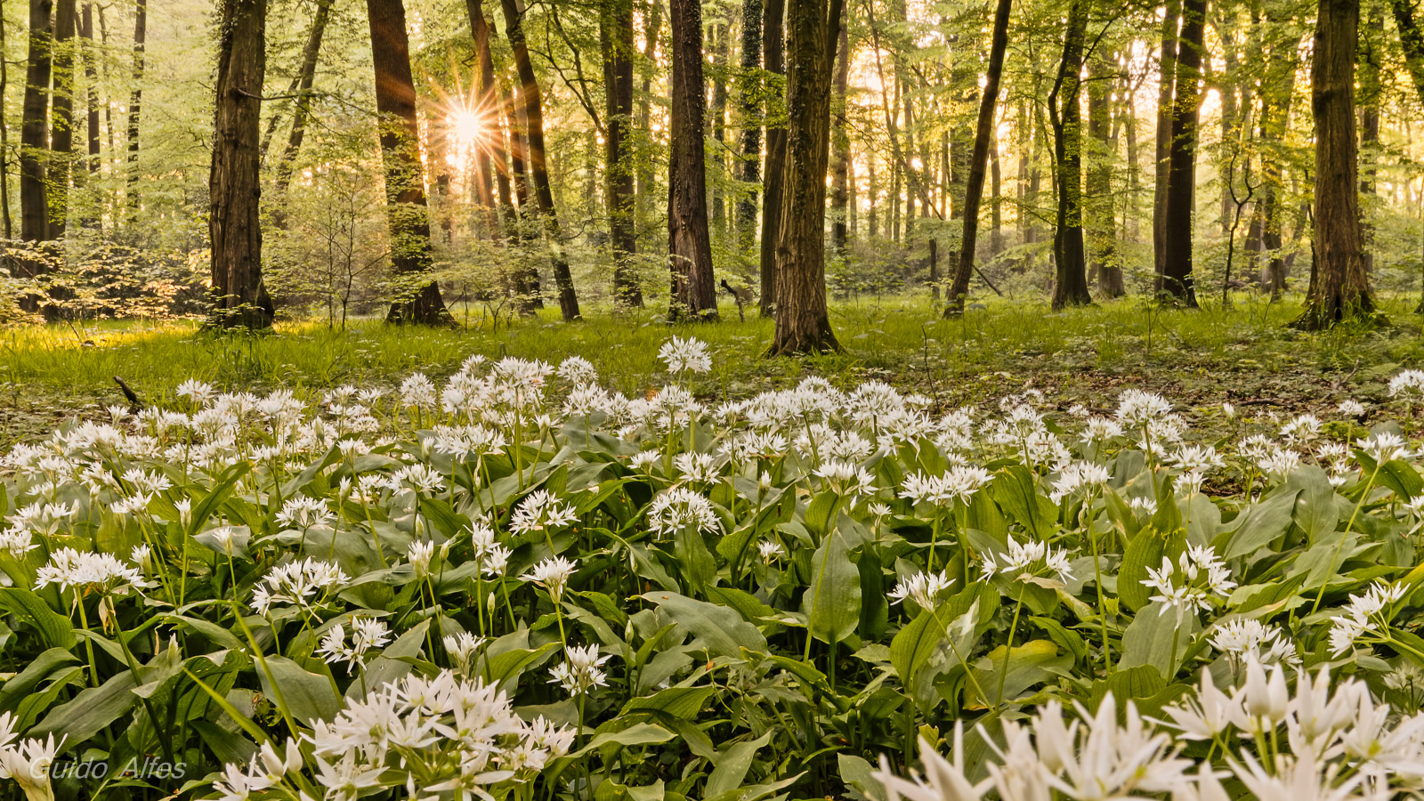 Sonnenstern im Bärlauchwald