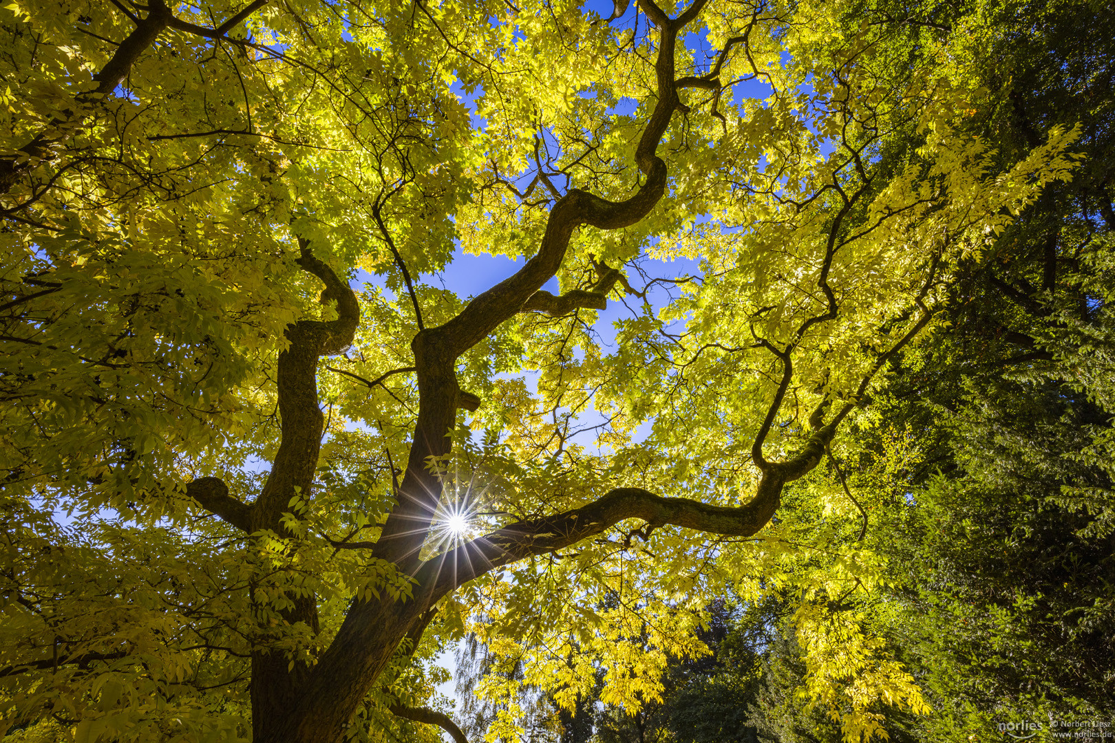 Sonnenstern im Blätterdach