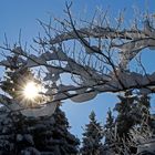 Sonnenstern im dick verschneiten Winterwald