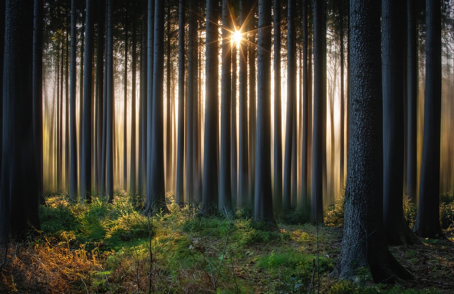 Sonnenstern im dunklen Wald