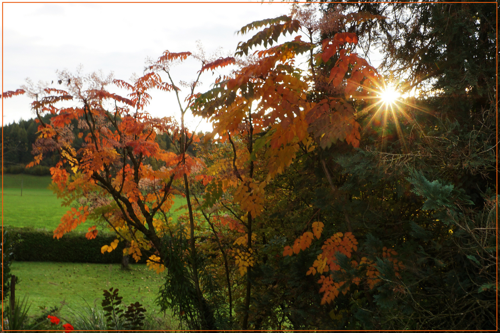 Sonnenstern im herbstlichem Laub