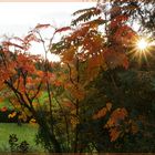 Sonnenstern im herbstlichem Laub