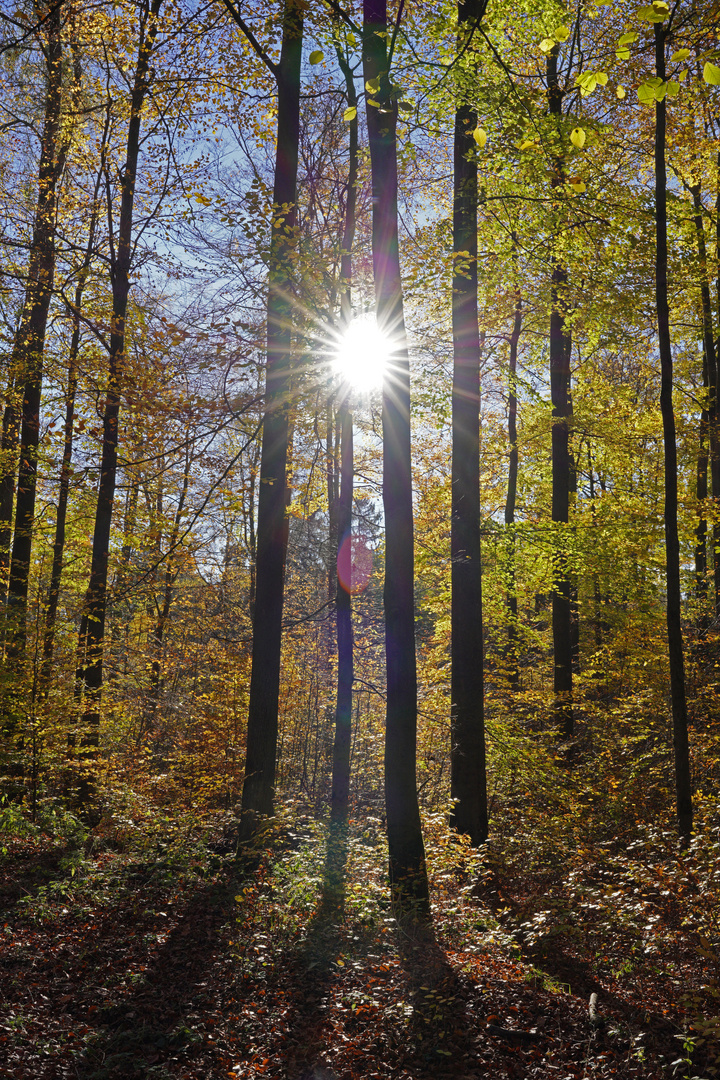 Sonnenstern im Herbstwald