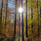 Sonnenstern im Herbstwald