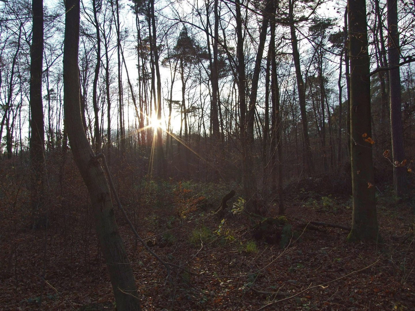 Sonnenstern im Herbstwald