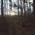 Sonnenstern im Herbstwald