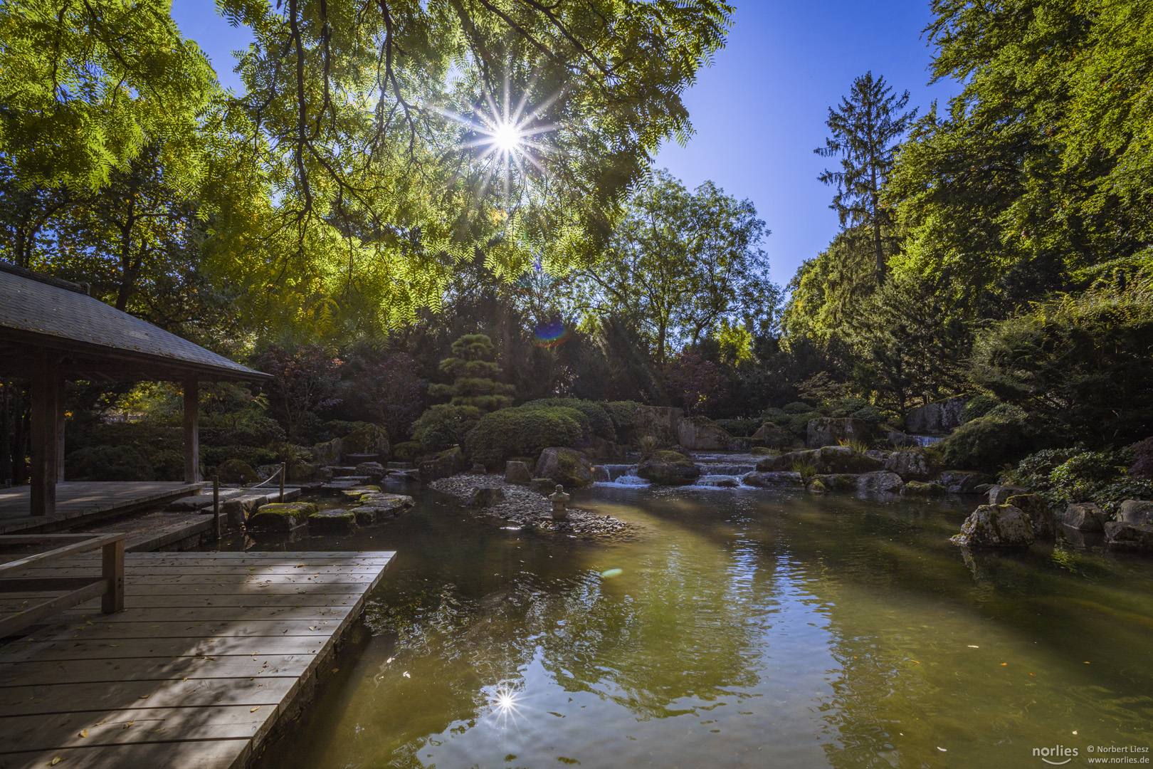 Sonnenstern im Japangarten