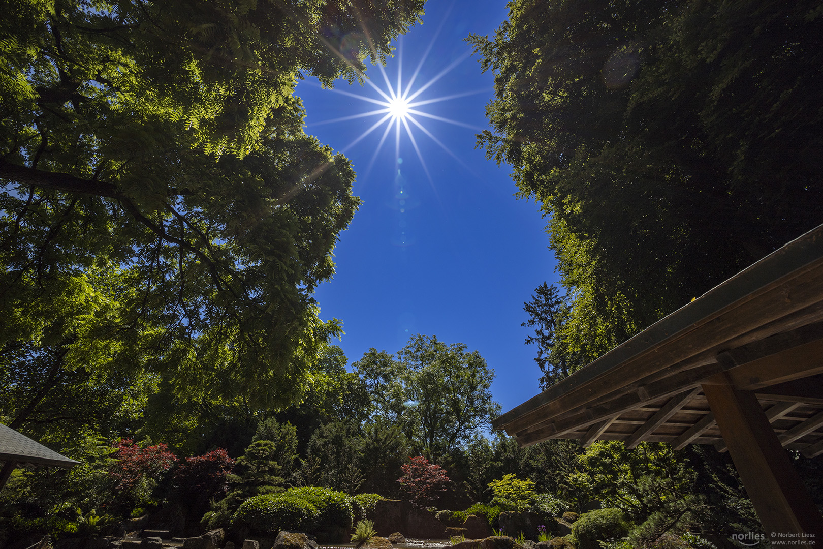 Sonnenstern im Japangarten