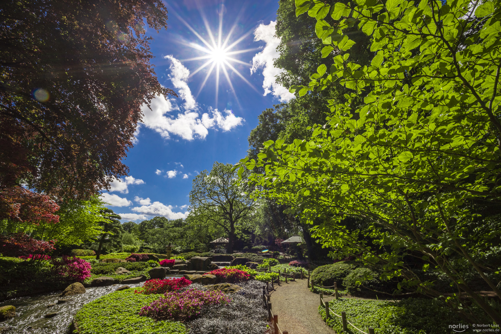 Sonnenstern im Japangarten