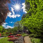 Sonnenstern im Japangarten