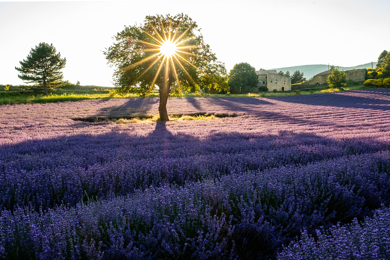 Sonnenstern im Luberon