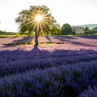 Sonnenstern im Luberon