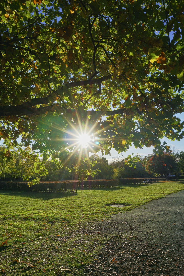 Sonnenstern im Park